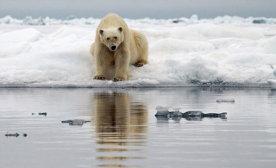 2008年7月拍摄于斯瓦尔巴特群岛附近，一只北极熊孤立无援的站在消融的冰面上。（网页截图）