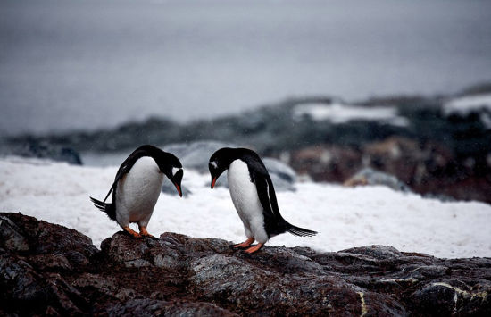 12月的南极库佛维尔岛上两只巴布亚企鹅正在进行求爱仪式。（网页截图）