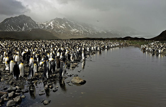 南极企鹅群面临严酷的生存环境。（网页截图）