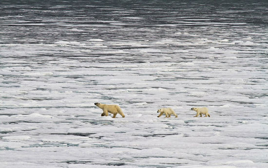 2010年6月拍摄于斯瓦尔巴特群岛，一只北极熊妈妈带着两只幼崽走在消融的冰面上。(网页截图)