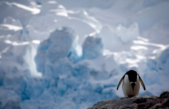 2006年12月，南极华盛顿角一只孤独的帝企鹅站在冰天雪地中。(网页截图)