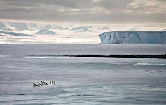 2006年，南极洲罗斯海，一个企鹅家庭。(网页截图)