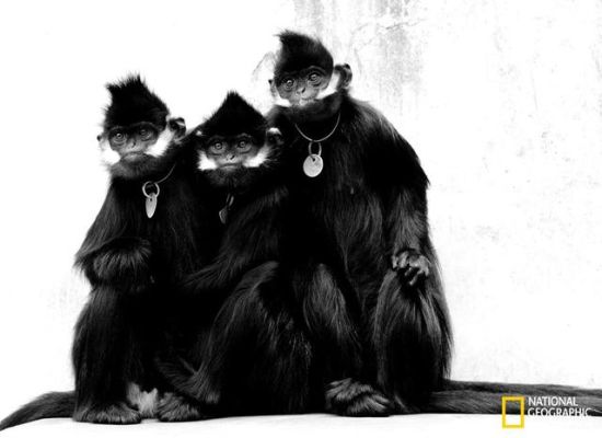 自然类一等奖《抱团的黑叶猴》 获奖者：刘志强