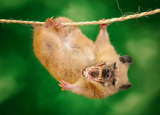 达雷默创造出的Hamstyna，它是由仓鼠与鬣狗结合而成。