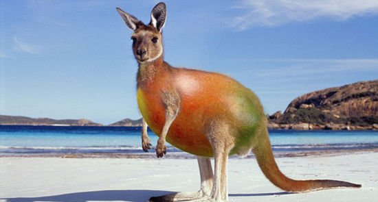 达雷默并非仅限于将动物之间的结合，她还将袋鼠与芒果结合在一起。