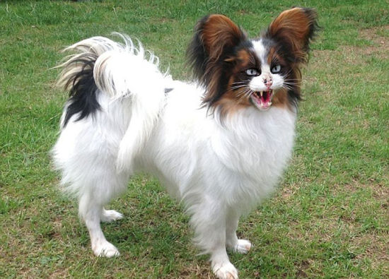 猫与波美拉尼亚狗的结合品，看起来不像是一种友好生物。