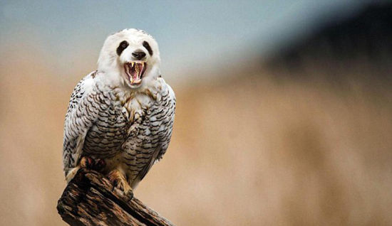 熊猫与猫头鹰结合的产物，取名Pandowl。