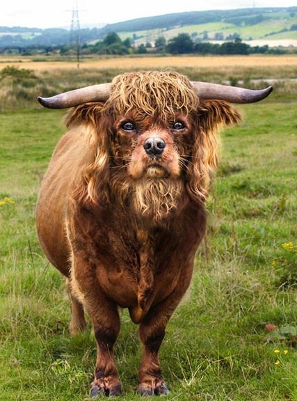 猎犬与斗牛结合而成Spanbull。