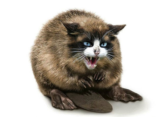 猫与河狸结合而成愤怒的Beavussy。