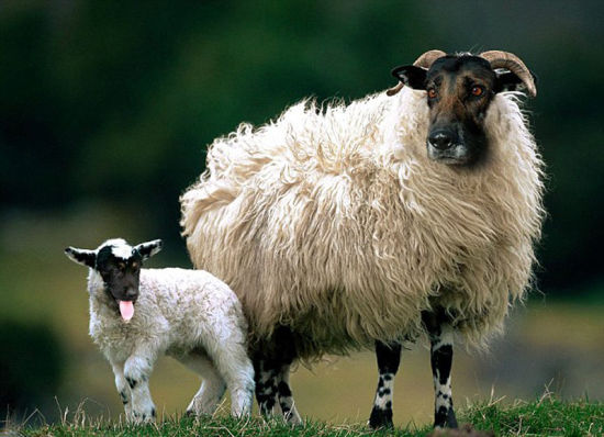 达雷默将羊和德国牧羊犬结合起来。