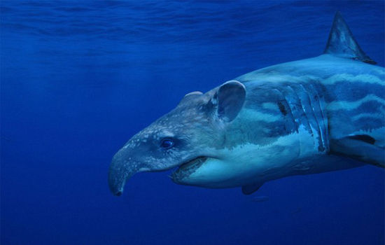 貘以凸出的鼻子闻名，如果将其与鲨鱼结合，它的鼻子还有用吗？