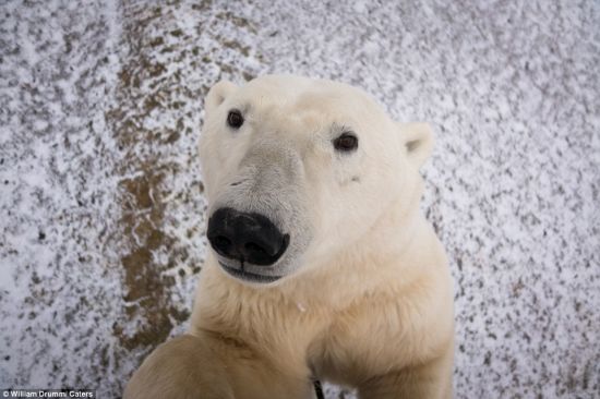 摄影师德拉姆称：“我简直难以相信我如此幸运，当时正好准备好了相机，拍下了这头北极熊的大头照。”