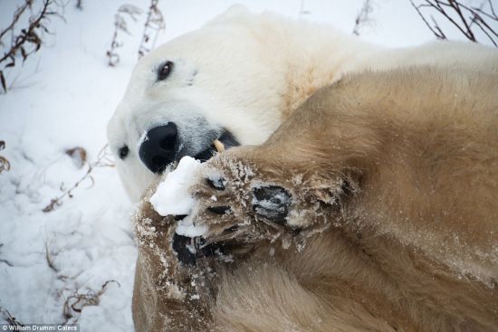 德拉姆还拍下了北极熊玩雪球的样子。