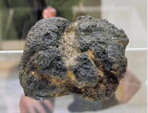 此次展出的饭团化石