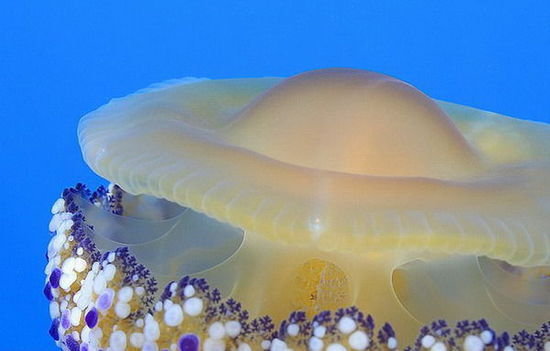 这种水母与煎蛋非常相似，甚至中间还能看到“蛋黄”