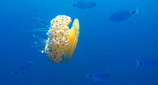 摄影师布兰德在地中海发现一只正自由漂浮的蛋黄水母（网页截图）
