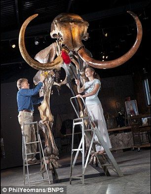 冰河时期猛犸象骨骼