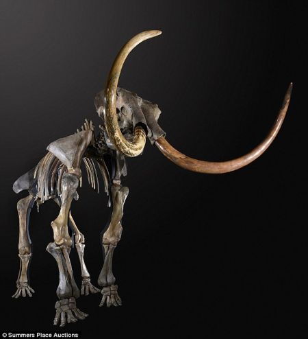 冰河时期猛犸象骨骼