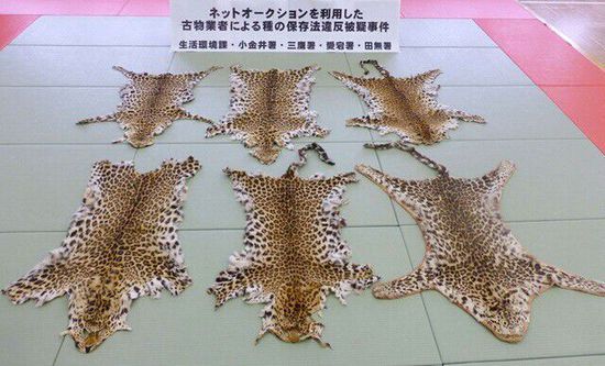 图为日本一古董店团伙非法贩卖的豹皮。