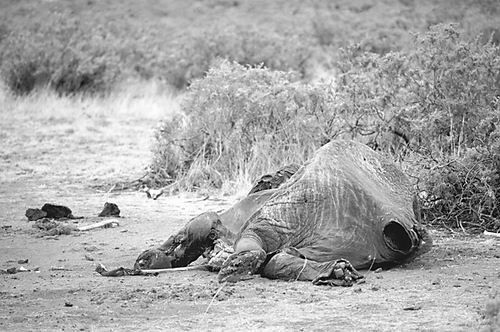 越来越多的大象因象牙遭非法猎杀。图片</p>

<p>　　考虑到非洲大陆的广袤和各国监测水平的差异，确定现存非洲象的数量以及因非法狩猎而死亡的数量是很困难的。但是，如果政府和科学家想要完全了解问题的严重程度，有根据的估计是至关重要的。</p>

<p>　　美国科罗拉多州立大学生态学家George Wittemyer领导的团队研究了非洲象的出生和死亡数据并分析了死亡原因，以此为基础估计局部和整个非洲的非法狩猎比例，即每年每100头现存的非洲象中，有多少头因非法狩猎死亡。</p>

<p>　　这份发表于美国《国家科学院院刊》的研究是首个评估非洲非法狩猎严重性并分析非法狩猎对物种影响的研究。</p>

<p>　　研究人员关注了肯尼亚桑布鲁国家自然保护区的野生大象，自1998年起，这里每头大象的出生和死亡都被记录下来。他们通过调查大象尸体确定其死亡原因——自然因素、非法狩猎还是其他原因。证据显示，自2009年起，非法捕杀率开始激增。此外，研究团队还发现，非法狩猎率和当地黑市象牙价格的上升存在强烈相关性。这些象牙大多被销往中国。</p>

<p>　　之后，该团队以桑布鲁保护区研究为起点，通过大象尸体解剖数据分析《濒危野生动植物种国际贸易公约》(CITES)非法猎杀大象监测(MIKE)项目涵盖的12个大象种群的非法狩猎比例。自2002年起，MIKE项目试图根据非洲45个观测点的大象尸体调查确定被偷猎者杀害的大象数量，但目前还未能获得在族群层面的完整数据。</p>

<p>　　Wittemyer和同事还找出了和死亡率相关的代理变量，例如中国家庭的消费和支出——和对象牙的需求密切相关。他们用这些信息进一步推断了非洲306个大象种群的非法狩猎比例。</p>

<p>　　该团队估算，2010年至2012年，每年非洲的非法狩猎率约为7%。这意味着每年有33630头大象被杀害。此外，该团队也证实了先前研究的猜想——2002年至2012年，中部非洲的大象数量下降了近2/3。Wittemyer说：“一些大象种群可能存在灭绝的风险，甚至在未来10年内完全消失。”</p>

<p>　　华盛顿大学保护生物学中心主任Samuel Wasser说：“推断的结果令人担忧。”中非野生动物保护协会野生动物调查和监测项目顾问Fiona</p>

<p>　　Maisels说：“这可能是因为针对大象保护的最主要的宣传都停留在过去10年，最近我们做得实在太少了。”她补充说：“每年消失的大象数量出奇地高。”</p>

<p>　　加蓬首都利伯维尔市国家公园机构执行秘书Lee White认为，非洲森林中的实际情况可能比研究描述的更糟糕。“大多数的数据来自国家公园或野生动物保护区，这里至少存在名义上的保护工作。”(段融)</p>

<p>　　</p>
<!-- publish_helper_end -->
                 

					<div class=