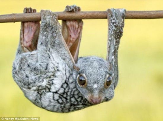 飞狐猴倒挂树上小憩画面