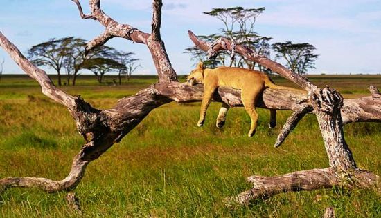俄罗斯摄影师Banny在坦桑尼亚的塞伦盖蒂国家公园捕捉到一头母狮爬上大树，在树枝上悠闲的酣睡的罕见照片，她的四肢从树枝上垂下，在午后的阳光下打盹。