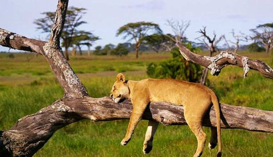俄罗斯摄影师Banny在坦桑尼亚的塞伦盖蒂国家公园捕捉到一头母狮爬上大树，在树枝上悠闲的酣睡的罕见照片，她的四肢从树枝上垂下，在午后的阳光下打盹。