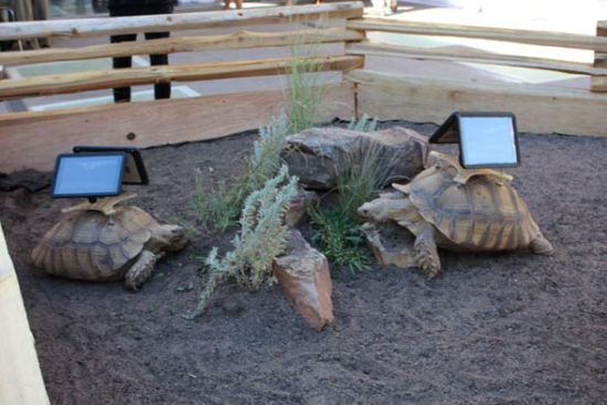 蔡国强的乌龟iPad装置