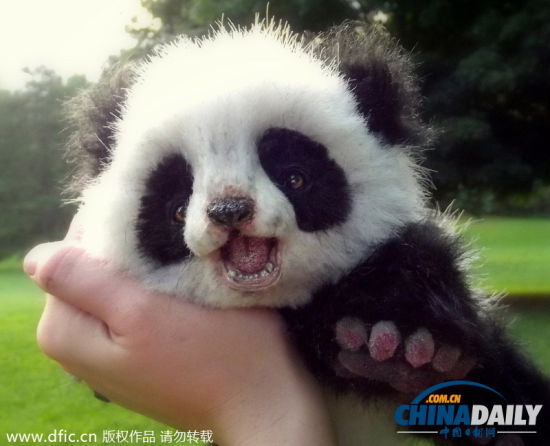 克罗斯制作的熊猫宝宝玩具。（图片</p>
<!-- publish_helper_end -->
                 

					<div class=