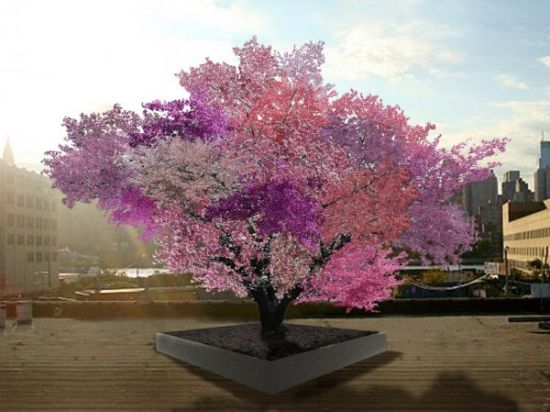 美艺术家培育出奇树：可结出40余种不同果实