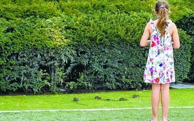 卢浮宫花园鼠满为患