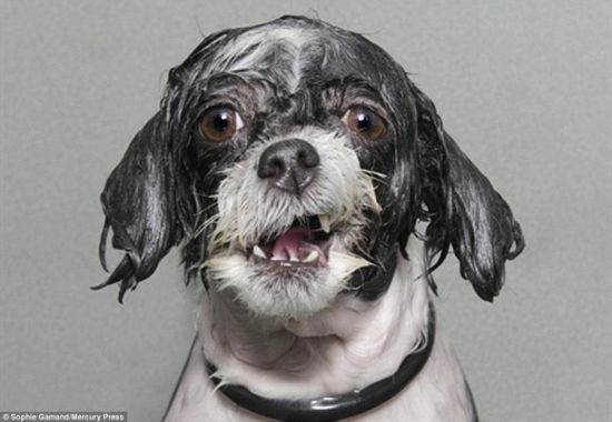 摄影师索菲·加曼德拍摄的被水淋湿的小狗