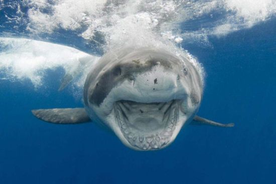 摄影师近距离拍摄鲨鱼：展现惊悚瞬间