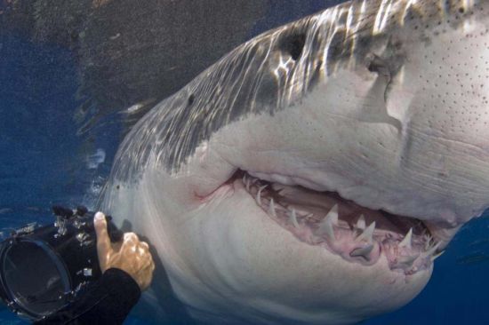 摄影师近距离拍摄鲨鱼：展现惊悚瞬间