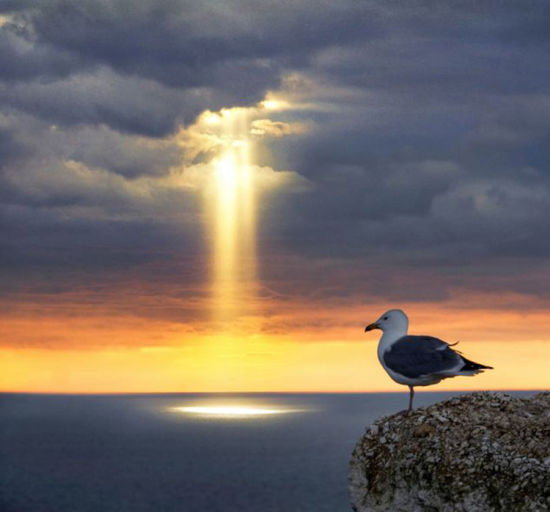 图为一只站在悬崖上的鸟注视着海中的奇景(网页截图)
