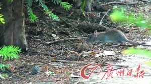 随着游客增多，垃圾也更多，老鼠更加闻风而动。