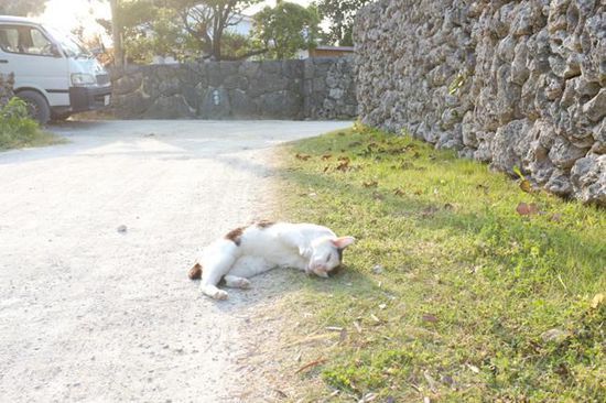 马路边“惬意地”享受阳光