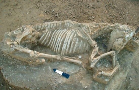 古墓中最先被挖掘出的完整的马匹残骸（网页截图）