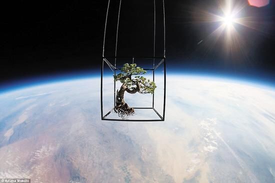 日本植物艺术家东信把一棵盆栽树和一捧插花送上大气层，给空中增添了一抹亮色。