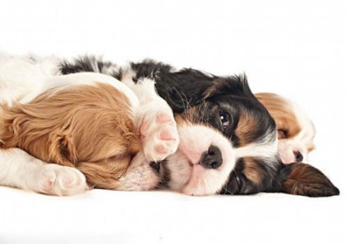 美摄影师拍25种幼犬呆萌讨喜模样