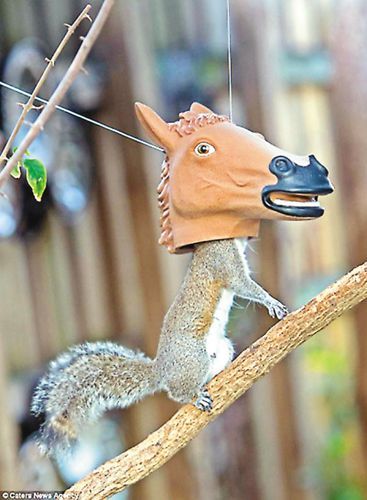 松鼠钻入马头玩具