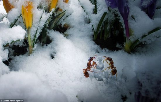 摄影师Irina Kozorog希望把蚂蚁置身于人类的生活场景之中。在这幅照片里，两只蚂蚁正在堆雪人。
