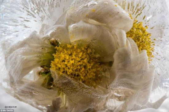 摄影师将花朵速冻拍摄“冰花绽放”奇景。