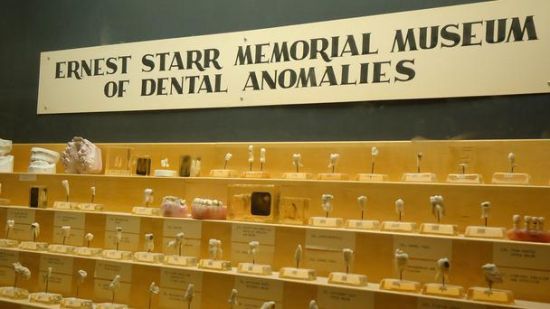 欧内斯特·斯塔尔怪牙纪念馆藏品