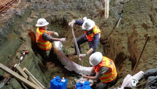 象牙长达2.6米，建筑工人最初以为其是一根管子或植物根茎。（网页截图）　　