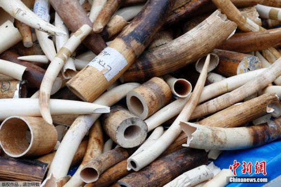 法国公开销毁逾3吨重价值百万欧元象牙