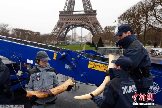 法国公开销毁逾3吨重价值百万欧元象牙