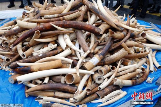 法国公开销毁逾3吨重价值百万欧元象牙