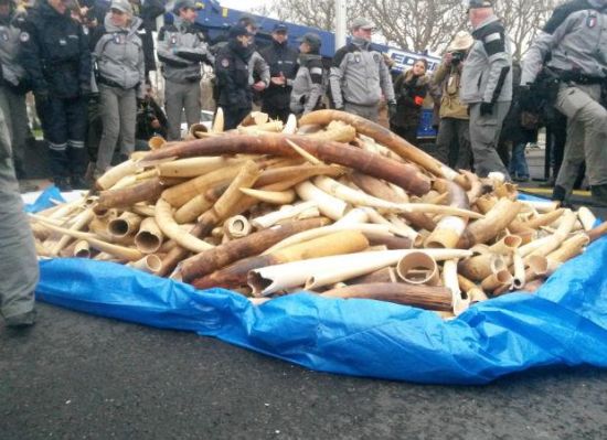 法国2月6日在埃菲尔铁塔下销毁了2吨多象牙，价值大约100万欧元。