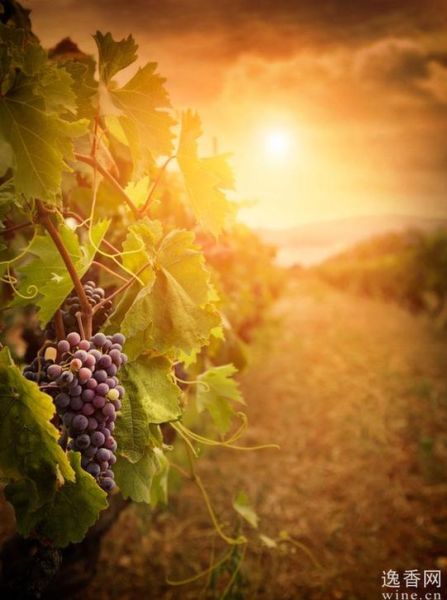 西班牙发现古老葡萄园遗址 距今500余年